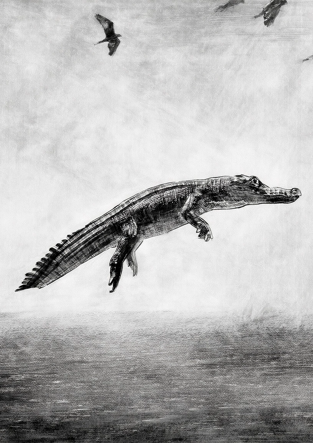 Crocodile